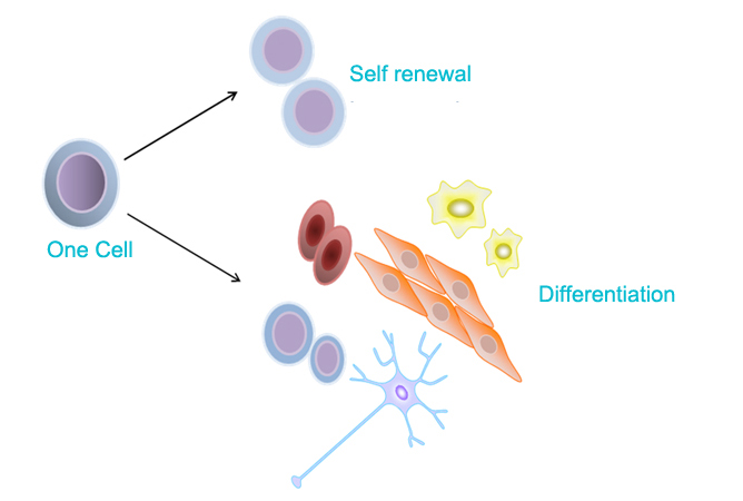 One cell, Self renewal, Differentiation